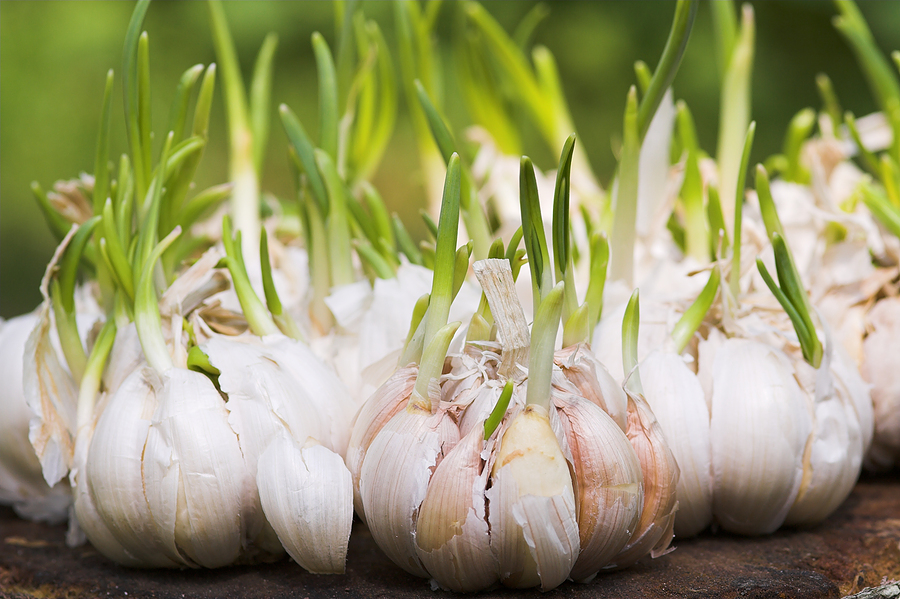 Garlic-sprouts